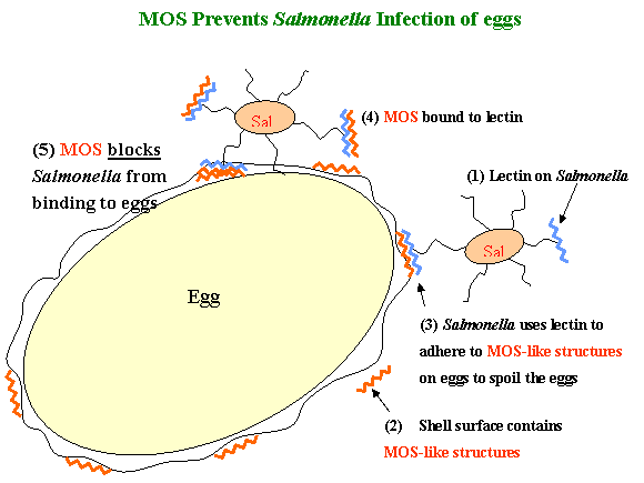 Salmonella prevention